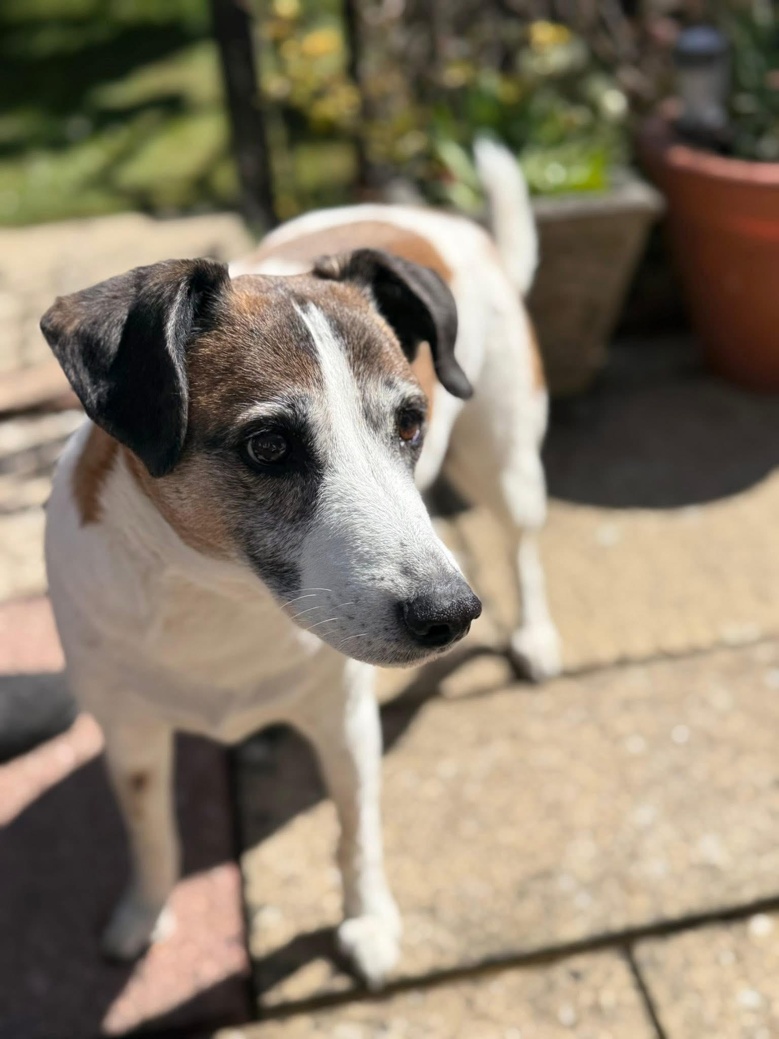 Barney, one of the Love Dogs regulars