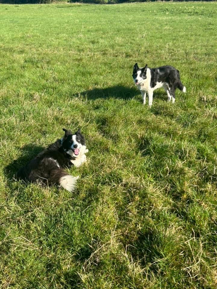Dusty & Dash, two of the Love Dogs regulars