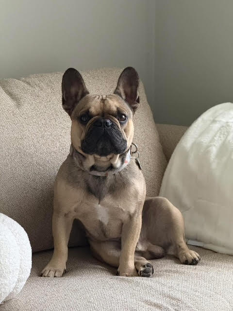 Enzo, one of the Love Dogs regulars