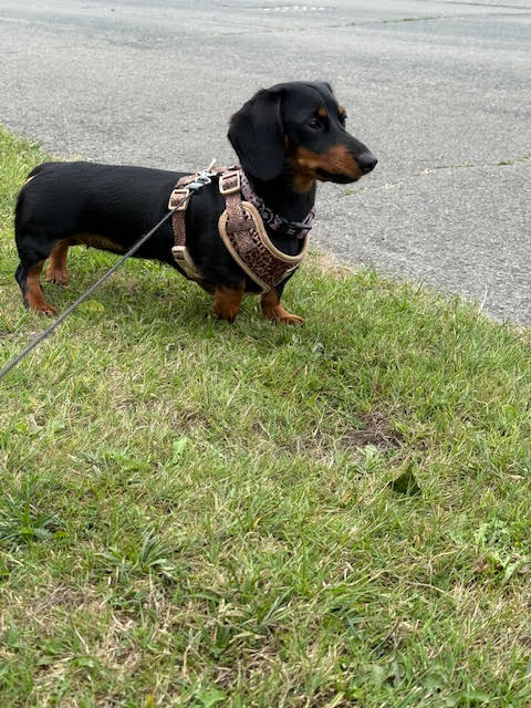 Stella, one of the Love Dogs regulars